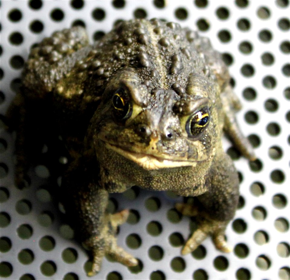 A portrait of North America's most imperiled amphibian: the Wyoming toad.

Credit: Ryan Moehring / USFWS