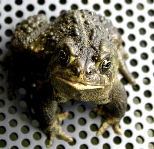 A portrait of North America's most imperiled amphibian: the Wyoming toad. Credit: Ryan Moehring / USFWS photo