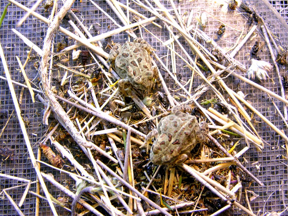 The Saratoga Fish Hatchery does everything it can to duplicate the toads natural habitat by providing a marsh habitat.

Credit: USFWS