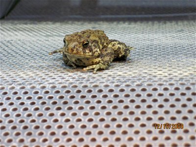 SInce breeding began at the Saratoga Fish Hatchery in 1998 they have released 53,866 toads back into the wild. The station currently hosts 80 to 120 toads at one time.

Credit: USFWS