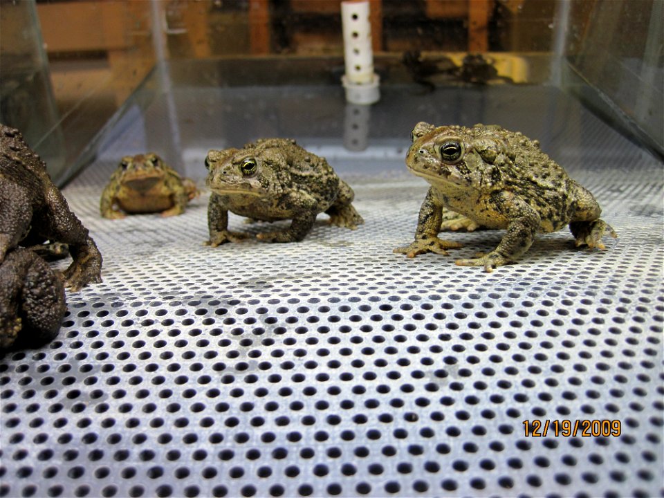 The toads are given dry and wet habitat to live in at the hatchery.

Credit: USFWS