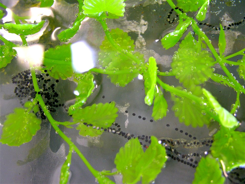Wyoming toad (Anaxyrus baxteri) eggs, Wyoming, USA