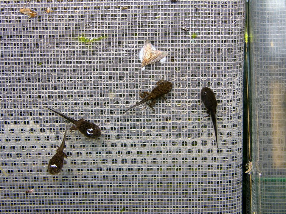Tadpoles at the Saratoga Fish Hatchery. 

Credit: USFWS