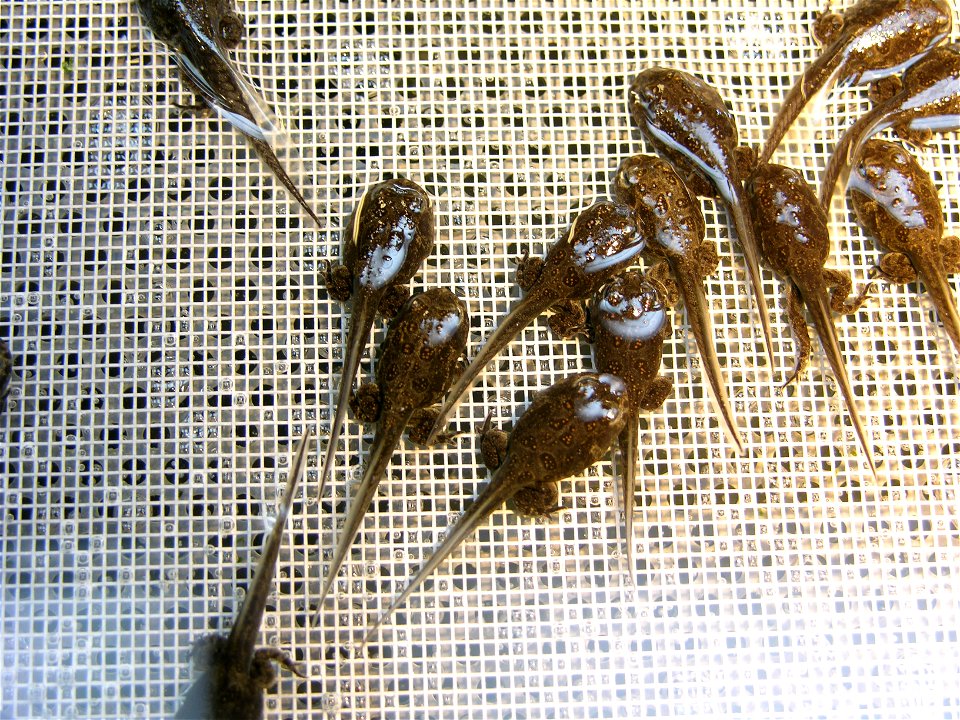 Tadpoles at the Saratoga Fish Hatchery in Wyoming.

Credit: USFWS
