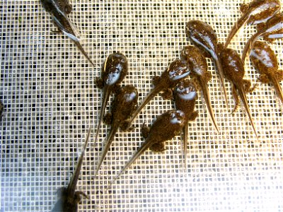 Tadpoles at the Saratoga Fish Hatchery in Wyoming.

Credit: USFWS
