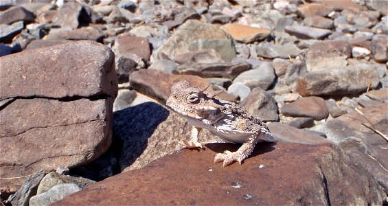 Desert horned lizard (Phrynosoma platyrhinos), Joshua Tree National Park. NPS/Stacy Manson photo