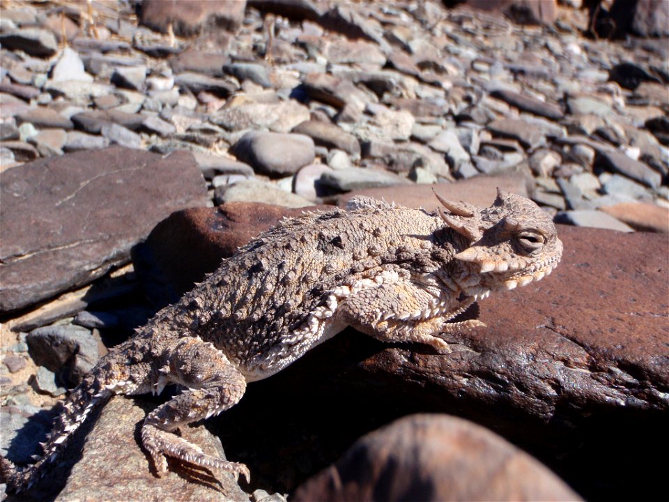 Desert horned lizard (Phrynosoma platyrhinos), Joshua Tree National Park. NPS/Stacy Manson
