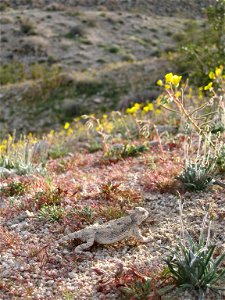 Reptiles of Joshua Tree National Park: Desert Horned Lizard (Phrynosoma platyrhinos) photo