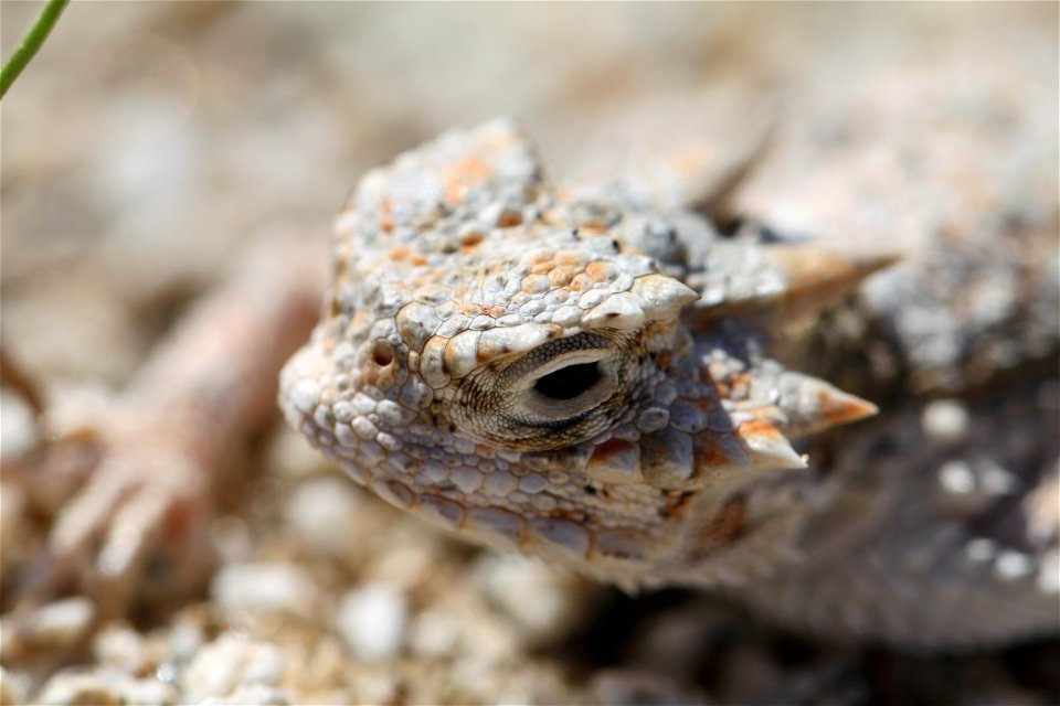 Reptiles of Joshua Tree National Park: Desert Horned Lizard (Phrynosoma platyrhinos); Pinto Wells