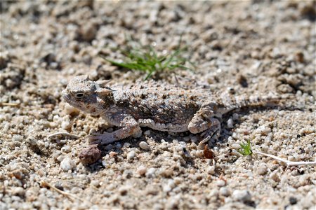 Reptiles of Joshua Tree National Park: Desert Horned Lizard (Phrynosoma platyrhinos); Pinto Wells
