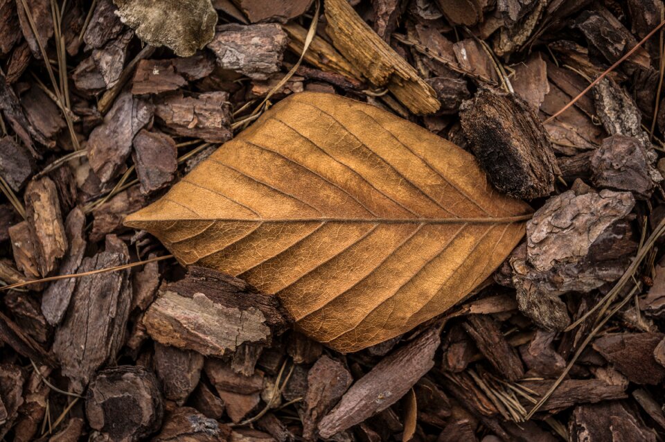 Nature autumn leaf