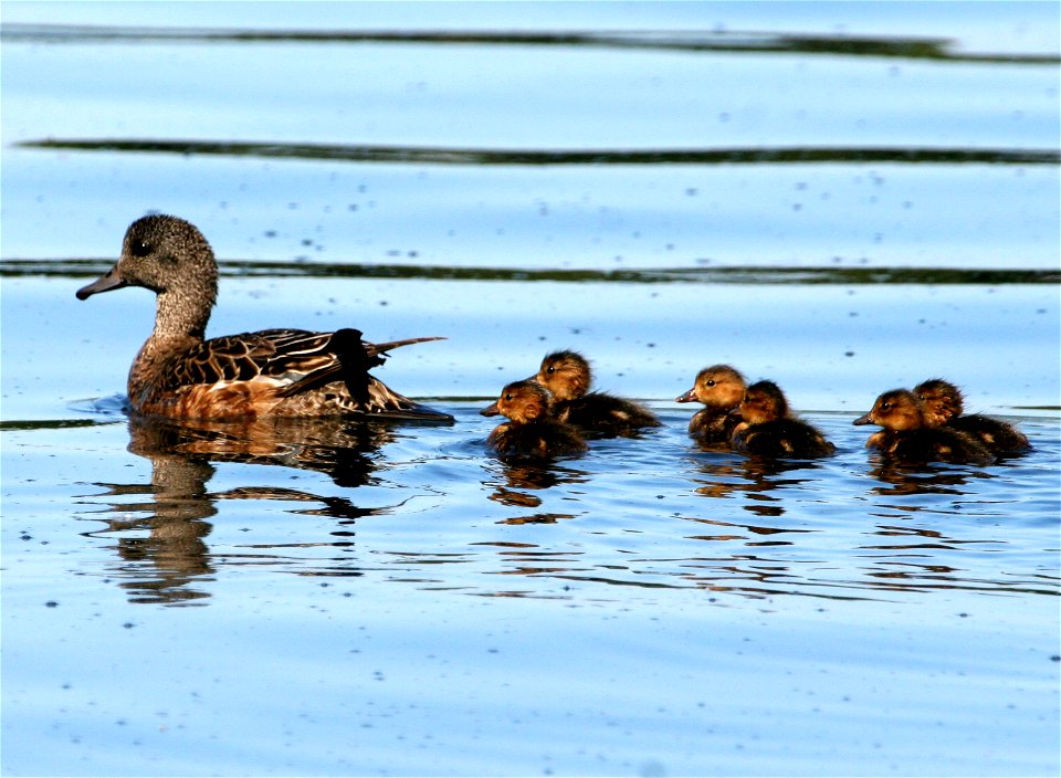 American Wigeon Brood