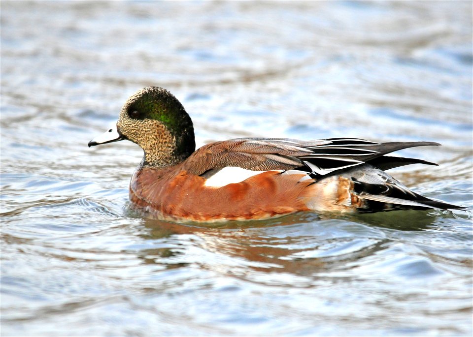Photo:  Tom Koerner/USFWS