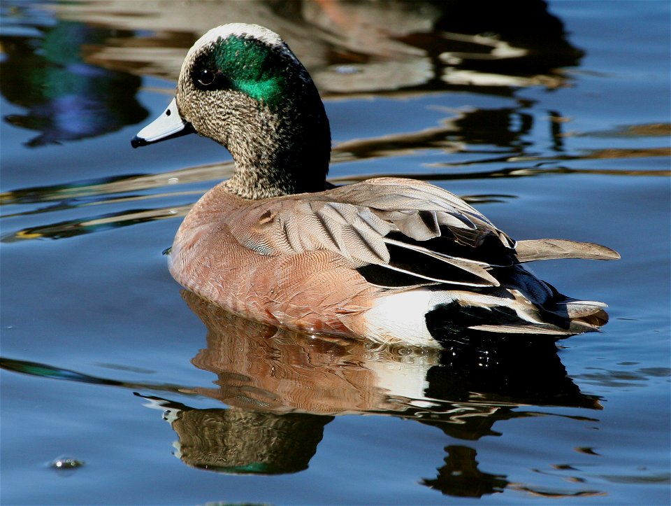 American Wigeon (Anas americana) - male (drake)
Location: Westchester Lagoon, Anchorage, USA
