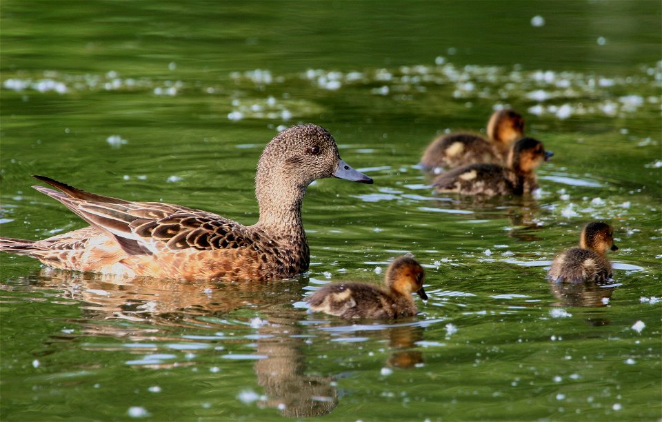 American Wigeon brood, Anas americana, Cheney Lake, Anchorage, Alaska