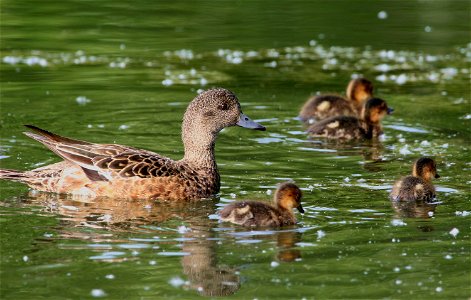 American Wigeon brood, Anas americana, Cheney Lake, Anchorage, Alaska
