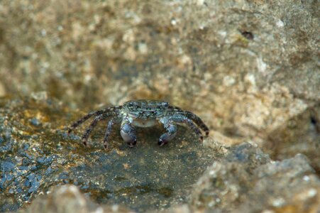 Coast pliers crab photo