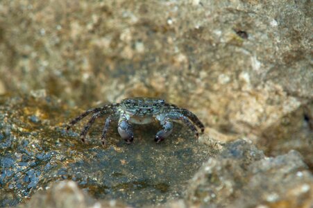 Coast pliers crab