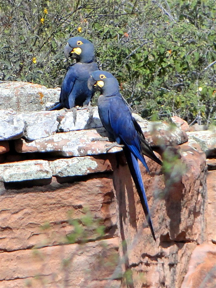 Two Lear's Macaws at Estação Biológica de Canudos, Bahia, Brazil. photo