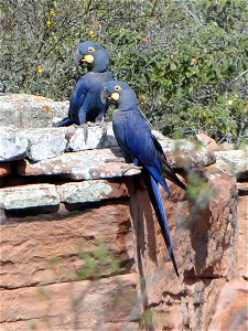 Two Lear's Macaws at Estação Biológica de Canudos, Bahia, Brazil. photo