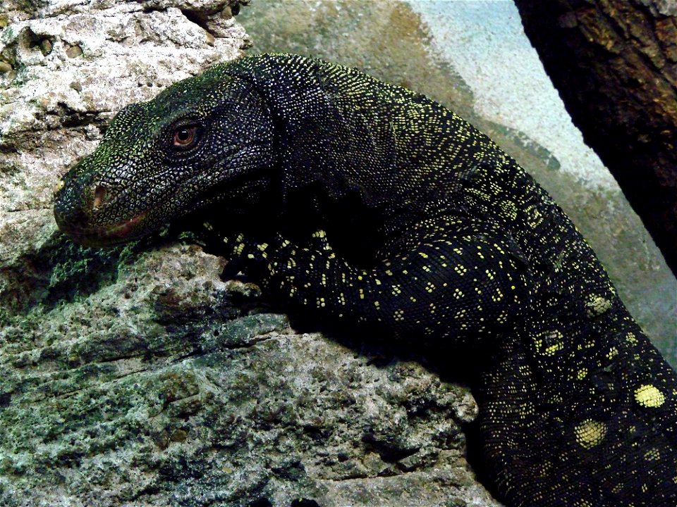 Varan géant de Papouasie (Varanus salvadorii), zoo d'Amnéville.