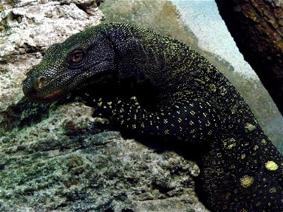 Varan géant de Papouasie (Varanus salvadorii), zoo d'Amnéville.