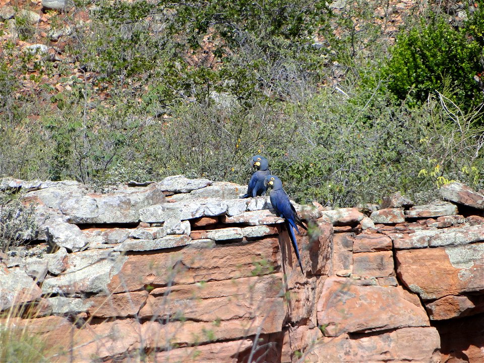 Two Lear's Macaws at Estação Biológica de Canudos, Bahia, Brazil. photo