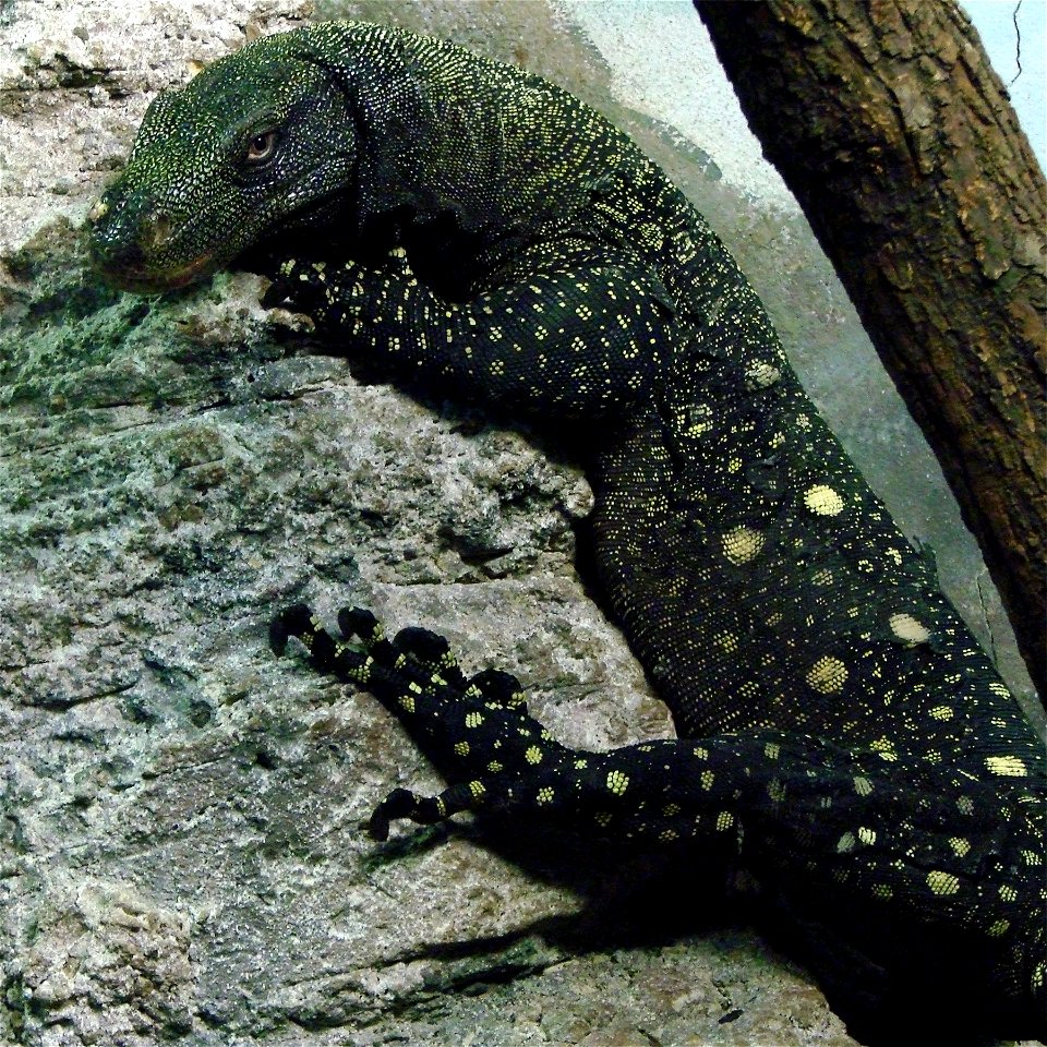 Varan géant de Papouasie (Varanus salvadorii), zoo d'Amnéville.