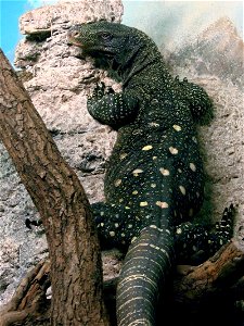 Varan géant de Papouasie (Varanus salvadorii), zoo d'Amnéville.