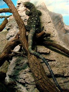 Varan géant de Papouasie (Varanus salvadorii), zoo d'Amnéville.