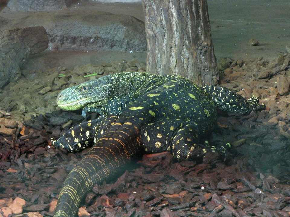 Crocodile monitor (Varanus salvadorii) in Helsinki Tropicario Zoo.