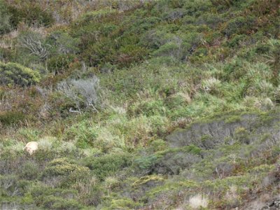 Tomales Point Water Sources: Northeast Section: NE03 - September 3, 2020