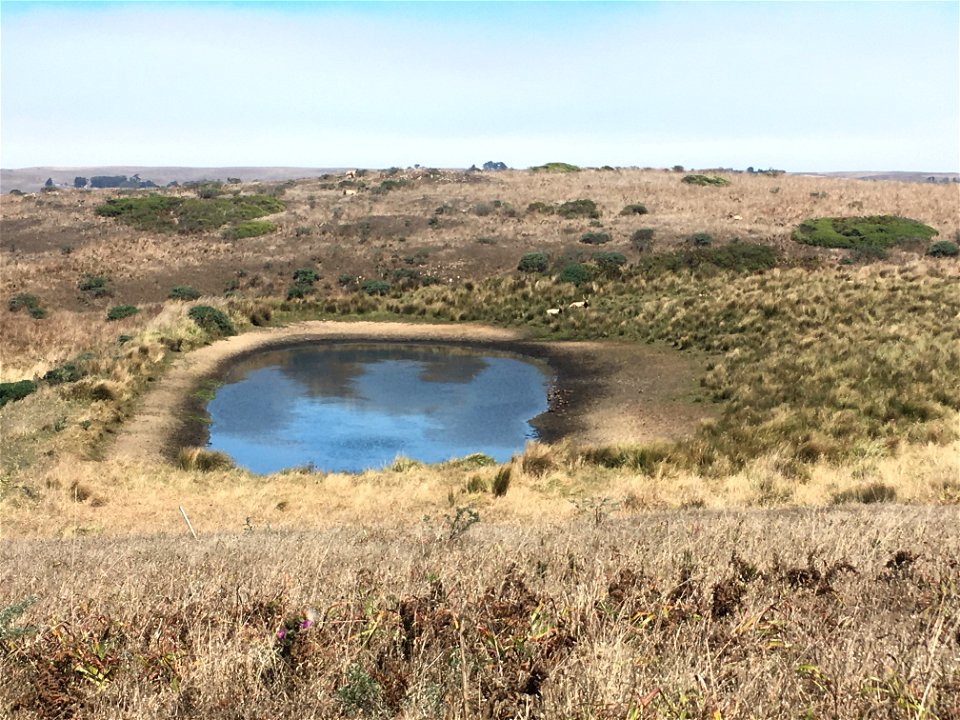 Tomales Point Water Sources: Northeast Section: NE04 - August 20, 2020