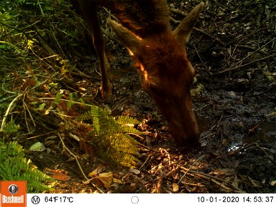 Tomales Point Water Sources: Wildlife Monitoring Camera: Tule Elk - October 1, 2020, 2:53 pm