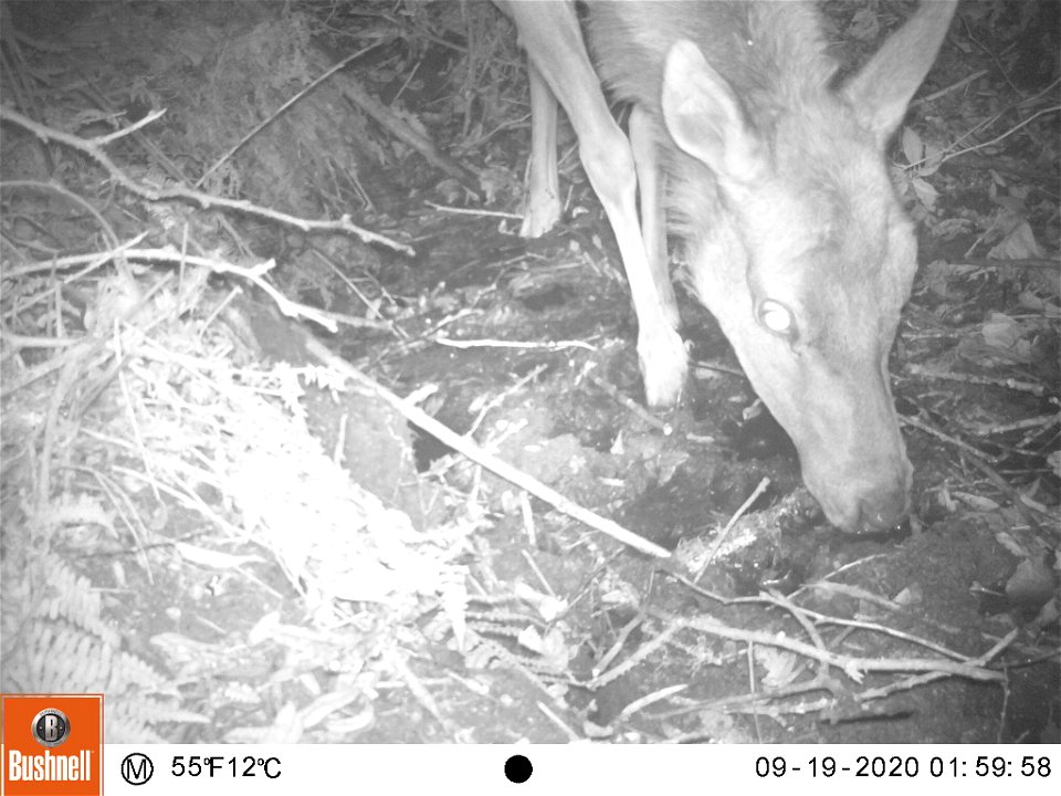 Tomales Point Water Sources: Wildlife Monitoring Camera: Tule Elk - September 19, 2020, 1:59 am