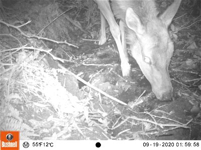 Tomales Point Water Sources: Wildlife Monitoring Camera: Tule Elk - September 19, 2020, 1:59 am