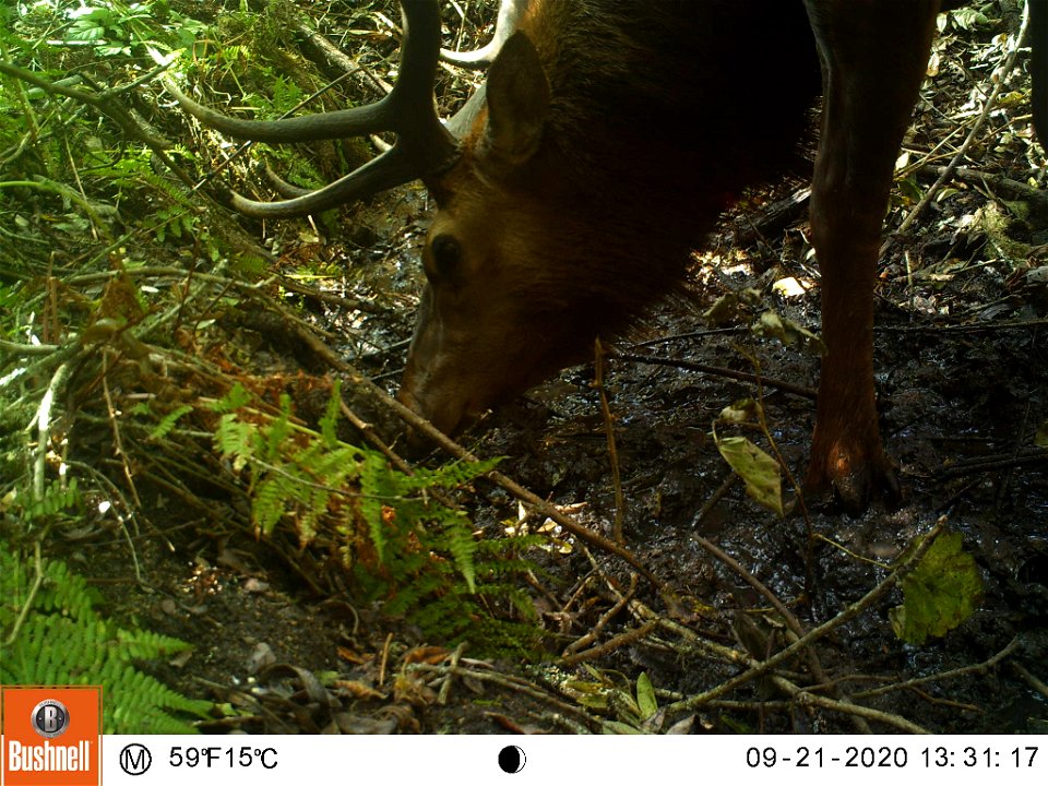 Tomales Point Water Sources: Wildlife Monitoring Camera: Tule Elk - September 21, 2020, 1:31 pm