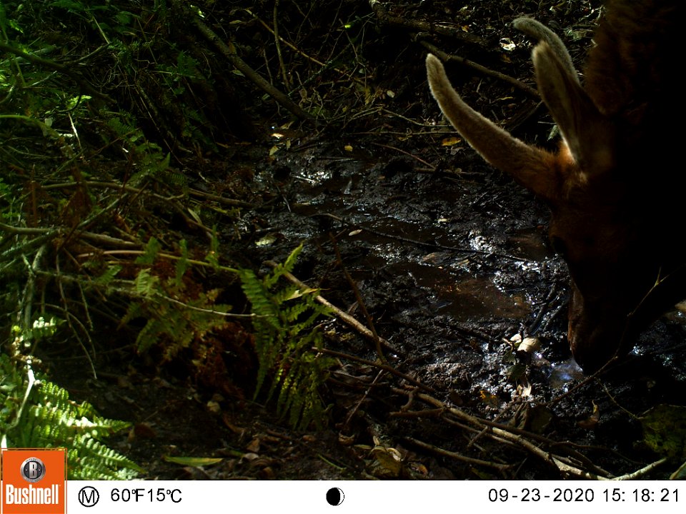 Tomales Point Water Sources: Wildlife Monitoring Camera: Tule Elk - September 23, 2020, 3:18 pm