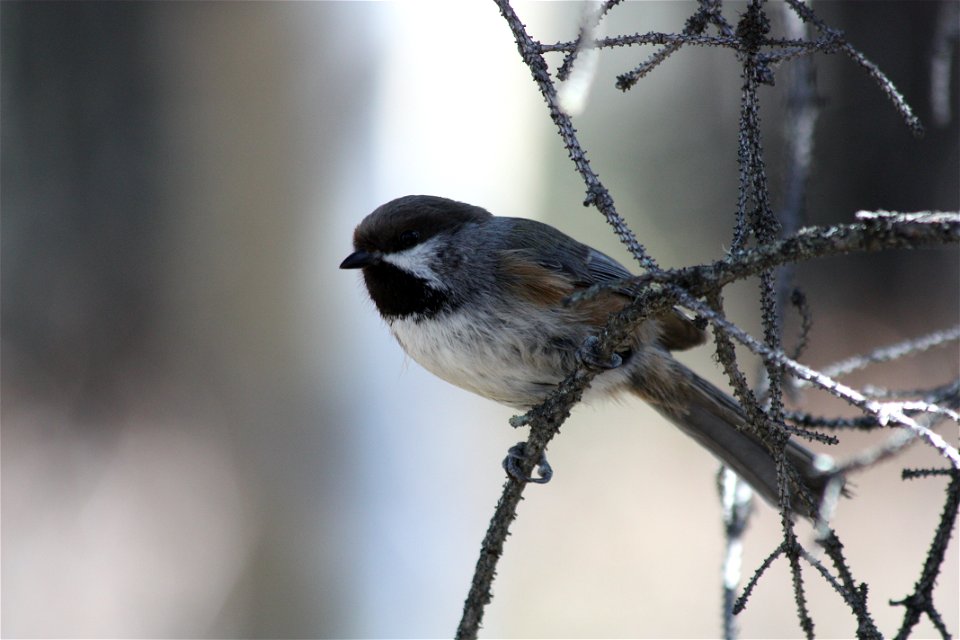 Boreal Chickadee