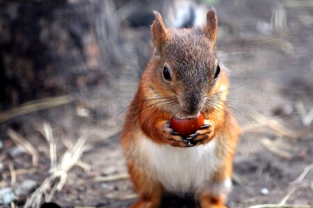 Walnut filbert redhead