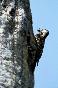 Picoides borealis, Georgia, USA