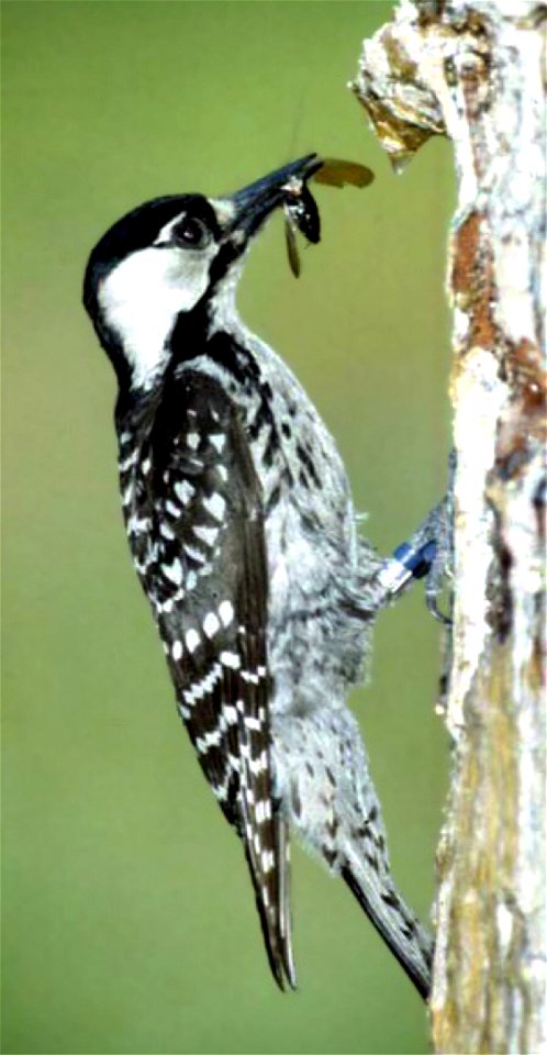 Red-cockaded Woodpecker Picoides borealis, photograph