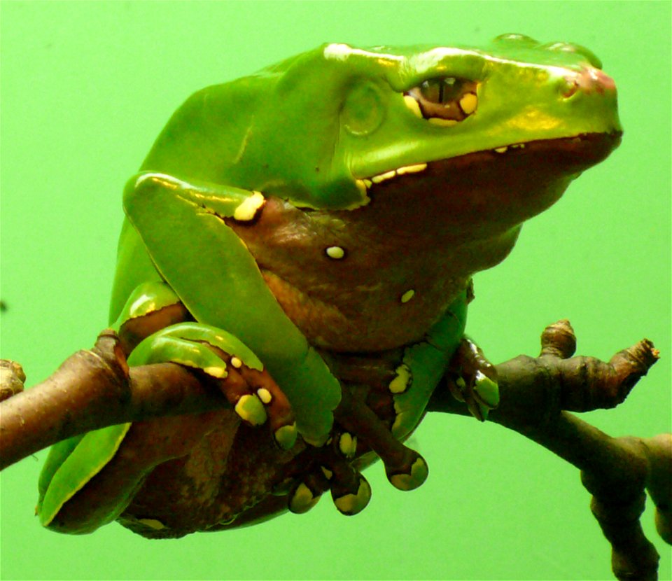 Giant waxy tree frog (Phyllomedusa bicolor)