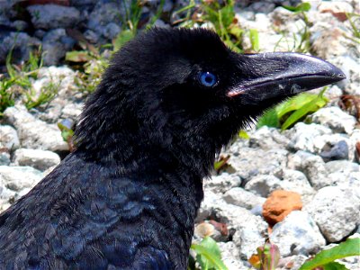 ハシブトガラスの頭部 (A Large-billed Crow Corvus macrorhynchos head; Japan) photo
