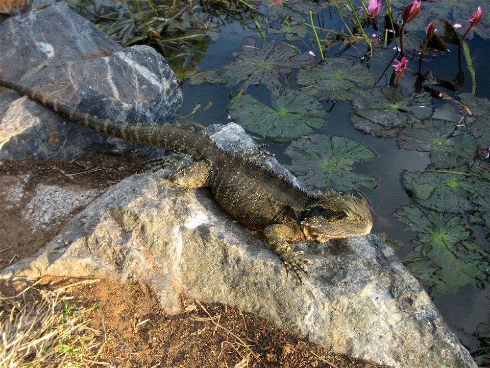 An Australian reptile - Australian water dragon (Physignathus lesueurii)