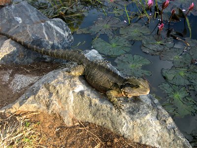 An Australian reptile - Australian water dragon (Physignathus lesueurii)
