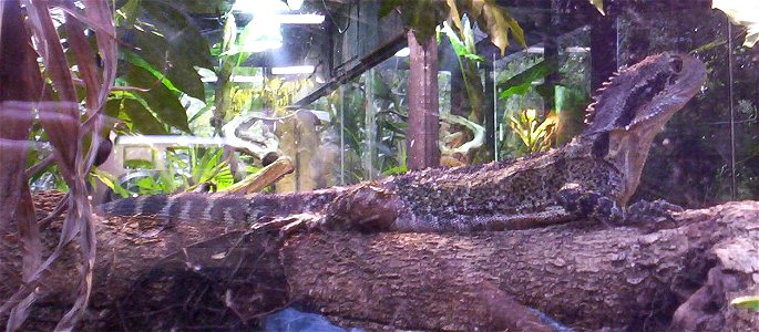 Eastern-water Dragon (Intellagama lesueurii)
Brisbane Forest Park, Brisbane, Queensland, Australia