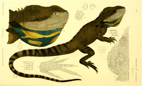 n.8i 
ZOOLOGY OF VICTORIA 
A BarOwhrnjoii del et, hOu 
ProfM^Co)! diret. 

^teaiw lUJic Govt'PrmUjy Office