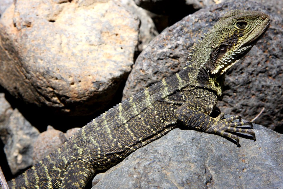 Lizard, Agamidae, Physignathus lesuerii