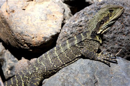 Lizard, Agamidae, Physignathus lesuerii